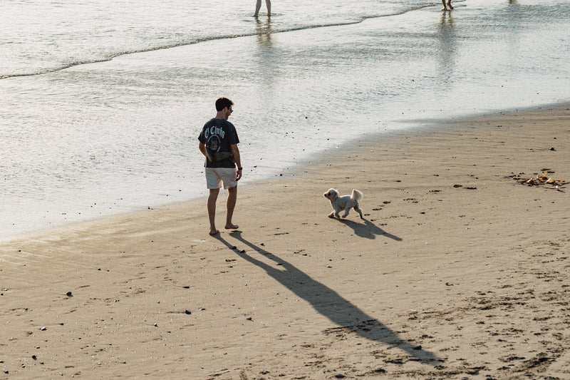 Dog Playing on Beach