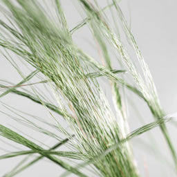 Miscanthus Grass