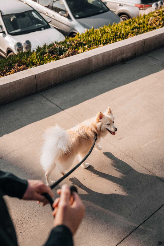 Healthy Pup Lifestyle Image