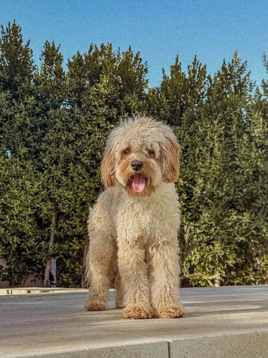 A doodle standing in front of a hedge with its tongue out