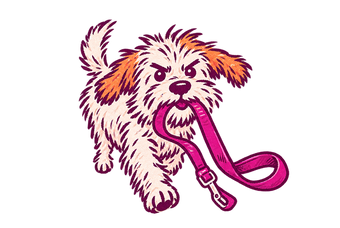 A scruffy dog carrying its own lead in its mouth