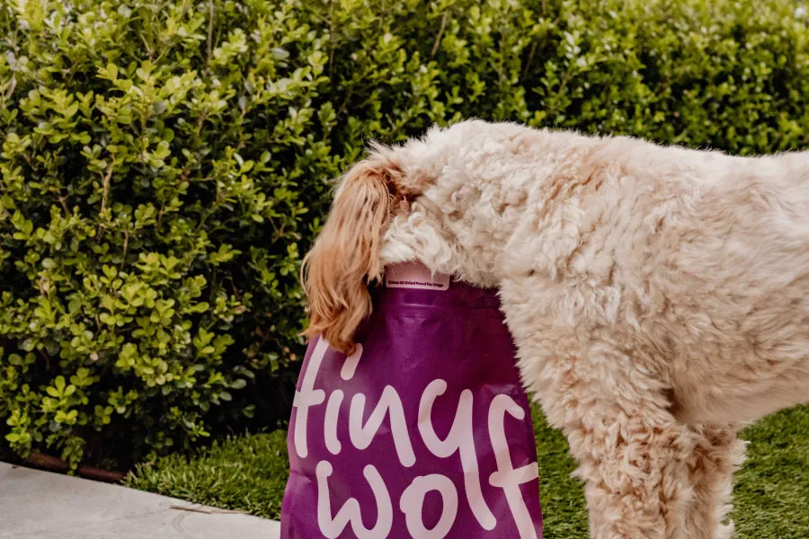 A fluffy doodle with its head inside a TinyWolf bag