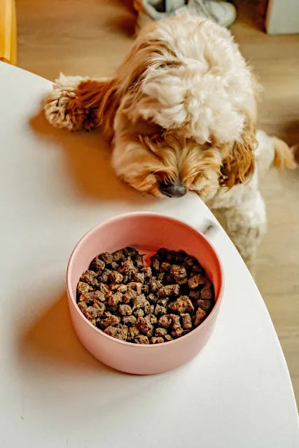 A small dog resting its chin by a pink bowl of TinyWolf