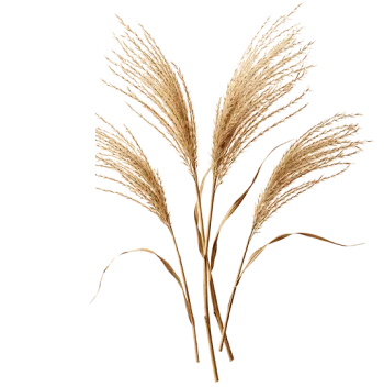 Miscanthus grass
