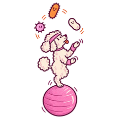 A poodle on an exercise ball juggling three friendly bacteria