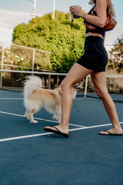 A fluffy dog on a tennis court