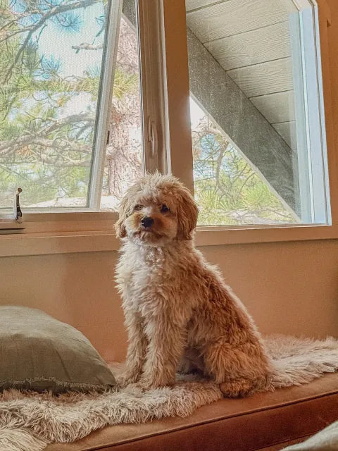A doodle sitting by a window
