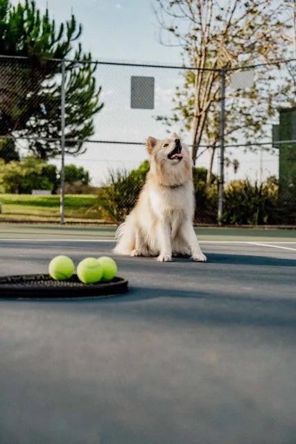 A dog on a tennis court next to three tennis balls